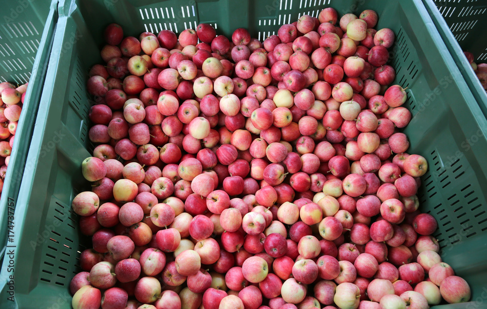 red APPLES inside the container for sale in the fruit market red APPLES inside the container for sale in the fruit market