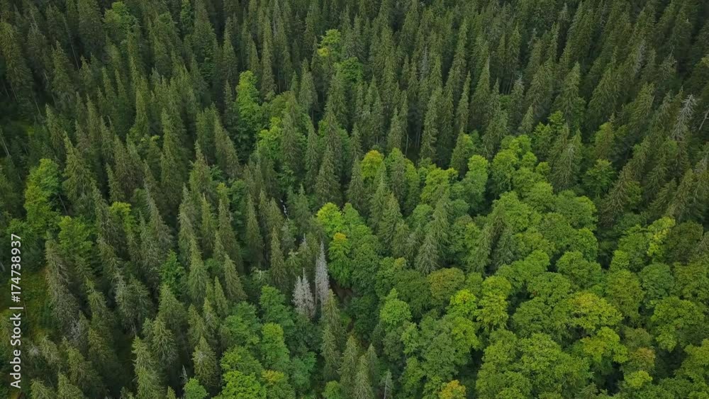Cinematic aerial shot of the pine forest in Mountains. Beautiful nature landscape. Spruce woods. Concept: nature, reservation, clean air, ecology Cinematic aerial shot of the pine forest in Mountains. Beautiful nature landscape. Spruce woods. Concept: nature, reservation, clean air, ecology