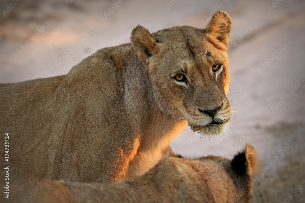 Close up of lion in the Kruger National Park, South Africa Close up of lion in the Kruger National Park, South Africa