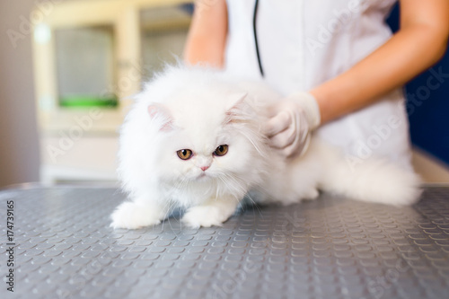 Vet examining white Persian cat. 