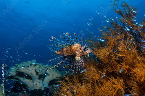 Rotfeuerfisch und schwarze Koralle