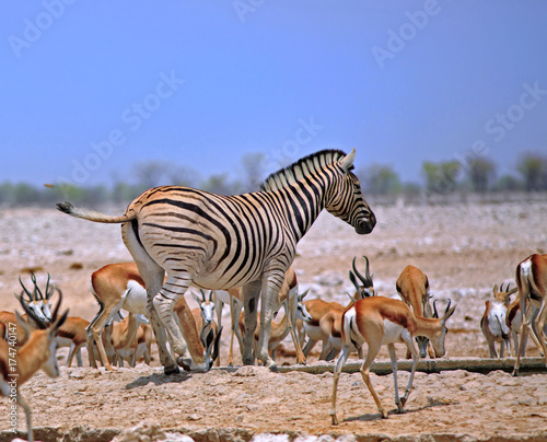 Zebra standing amongst a large herd of Impala in Etosha, Namibia