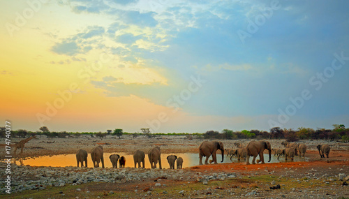 Okaukeujo waterhole in Etosha at dusk with elephants coming to take a drink