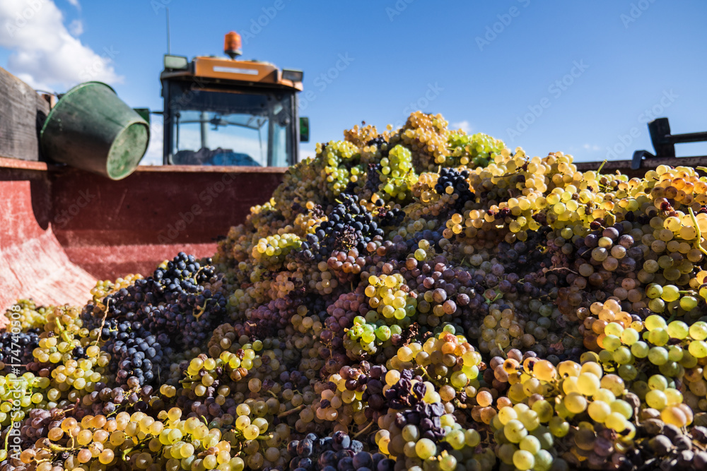 Φωτογραφία Harvested grapes in a truck container