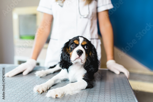 Fototapeta Naklejka Na Ścianę i Meble -  Cavalier King Charles Spaniel puppy at veterinary.