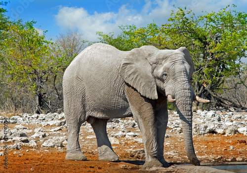 Large Bull elephant standing with a bush veld background in Etosha