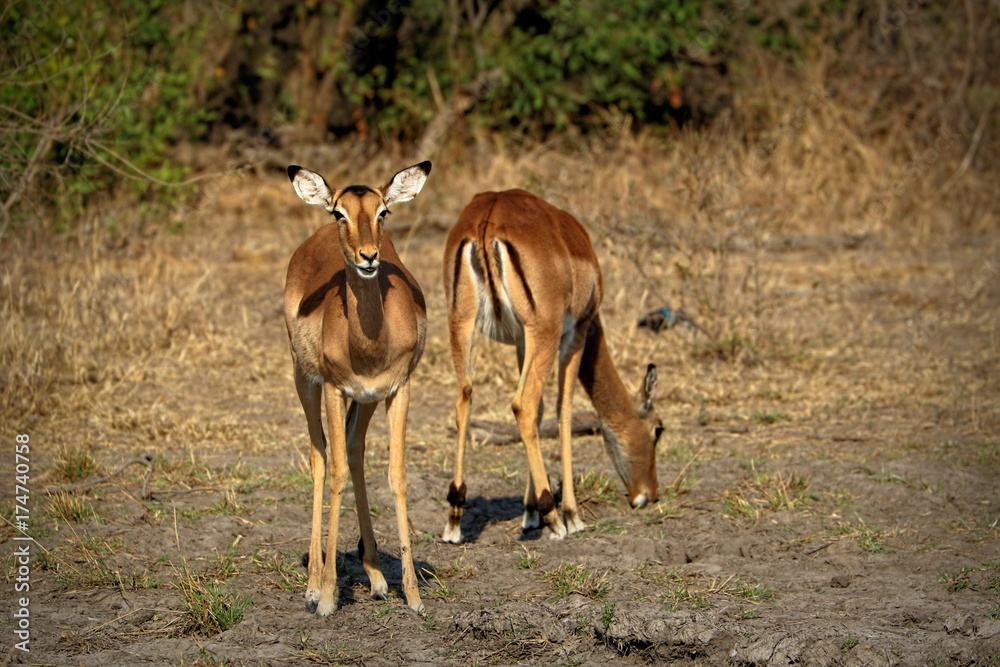 Antelopes (Impala) in the Kruger National Park, South Africa Antelopes (Impala) in the Kruger National Park, South Africa