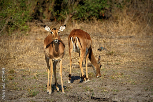 Antelopes (Impala) in the Kruger National Park, South Africa