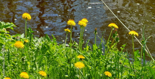 Fototapeta Naklejka Na Ścianę i Meble -  Dandelions
