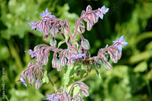 borago officinalis mit blauen blüten photo