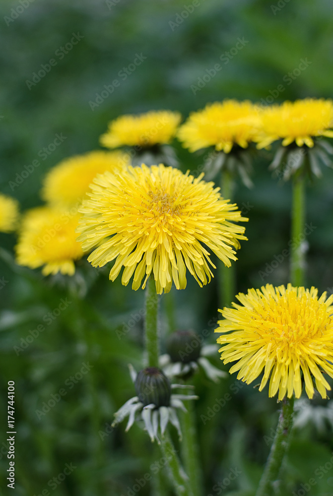 Dandelion flowers on green grass background Dandelion flowers on green grass background