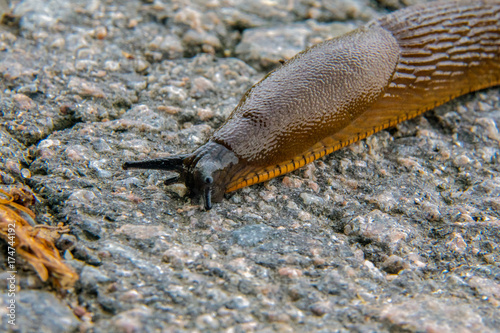 Spanish slug photo
