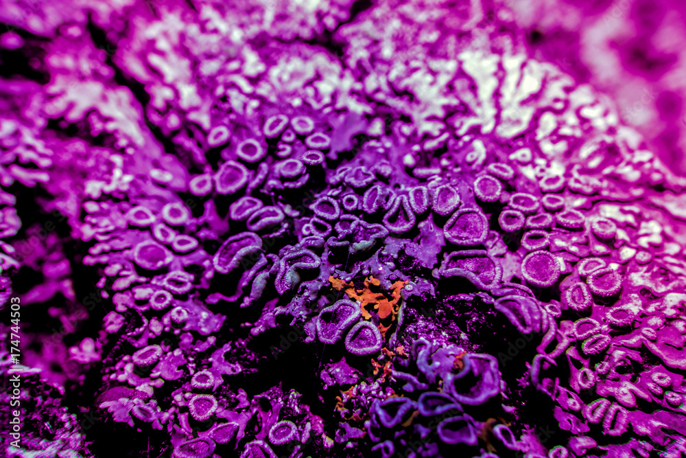 Lichen in ultraviolet Lichen in ultraviolet