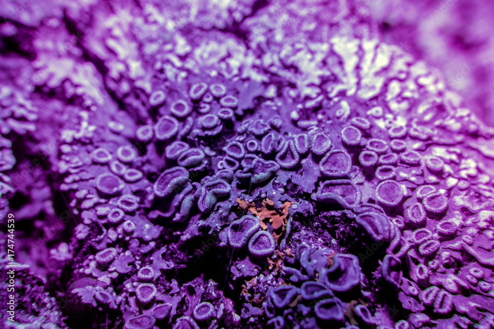 Fototapeta premium Lichen in ultraviolet