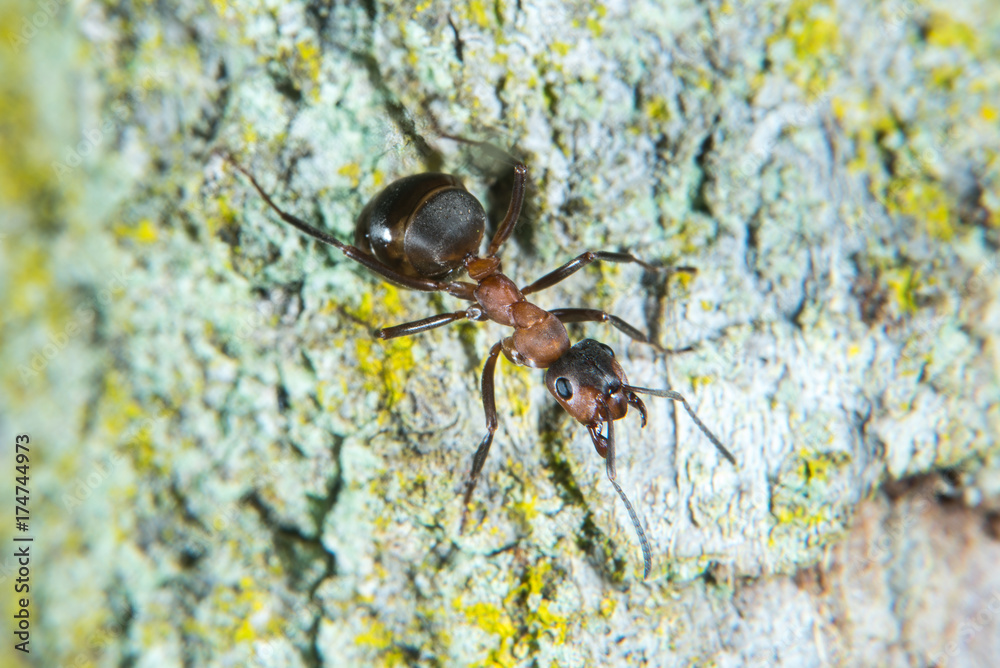 Wood ant Wood ant