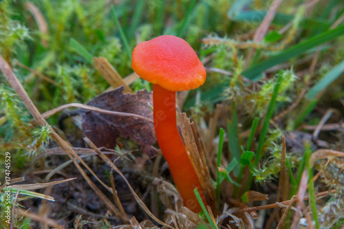Orange mushroom