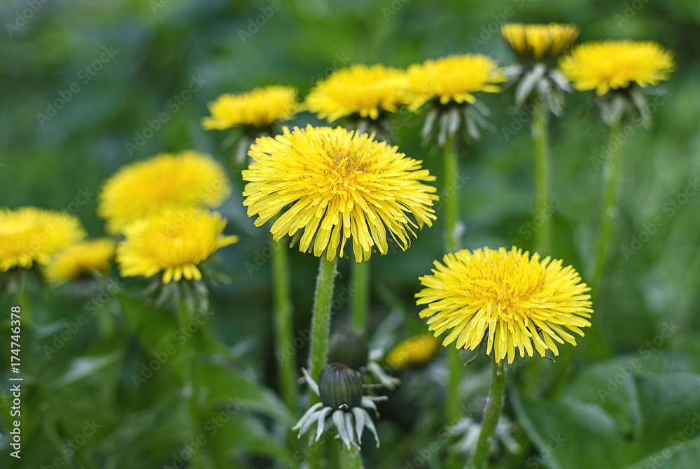 Yellow dandelion flowers on green grass background Yellow dandelion flowers on green grass background