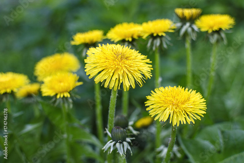 Yellow dandelion flowers on green grass background