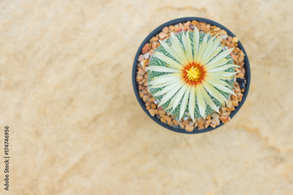 Astrophytum asterias cactus with flower on pot