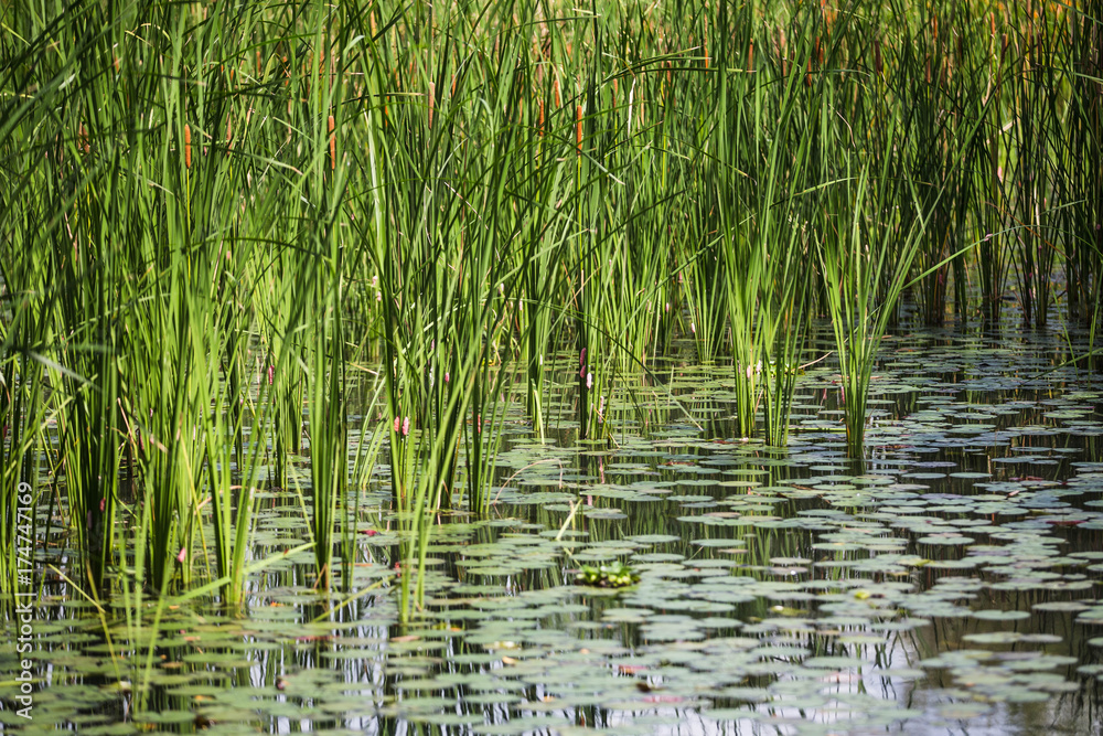 Vegetation on a lake Vegetation on a lake