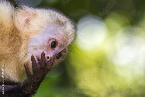Capuchin Monkey Expressing Itself