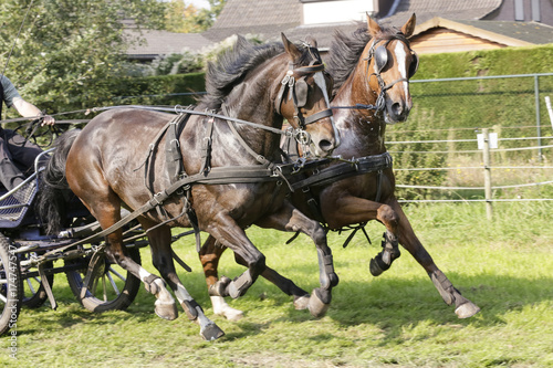 Duospan bruine paarden voor de menkar. © photoPepp