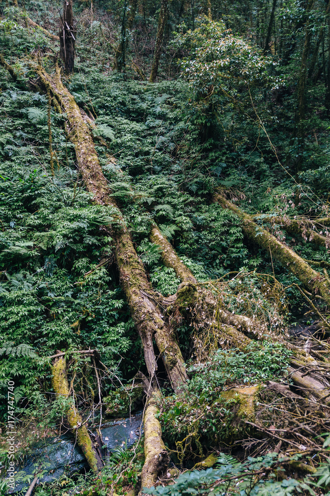 Φωτογραφία Fallen trees and root with shrub green leaves along the way to Kew Mae Pan in Chiang Mai, Thailand