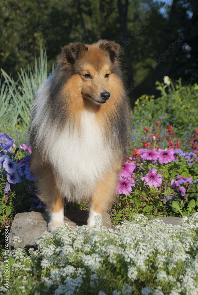 sheltie