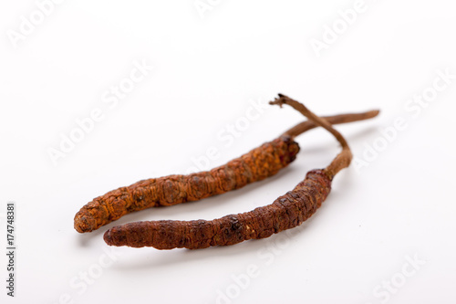 Cordyceps sinesis Yartsa Gunbu Yarsagumba himalayan gold Nepal isolated photo