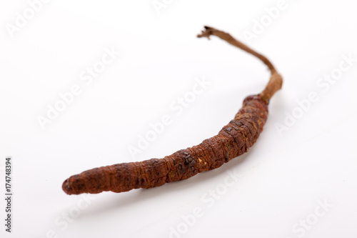 Cordyceps sinesis Yartsa Gunbu Yarsagumba himalayan gold Nepal isolated photo