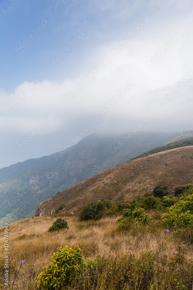 Mountains with golden grass and fog with moving cloud in the morning along the way to Kew Mae Pan in Chiang Mai, Thailand.