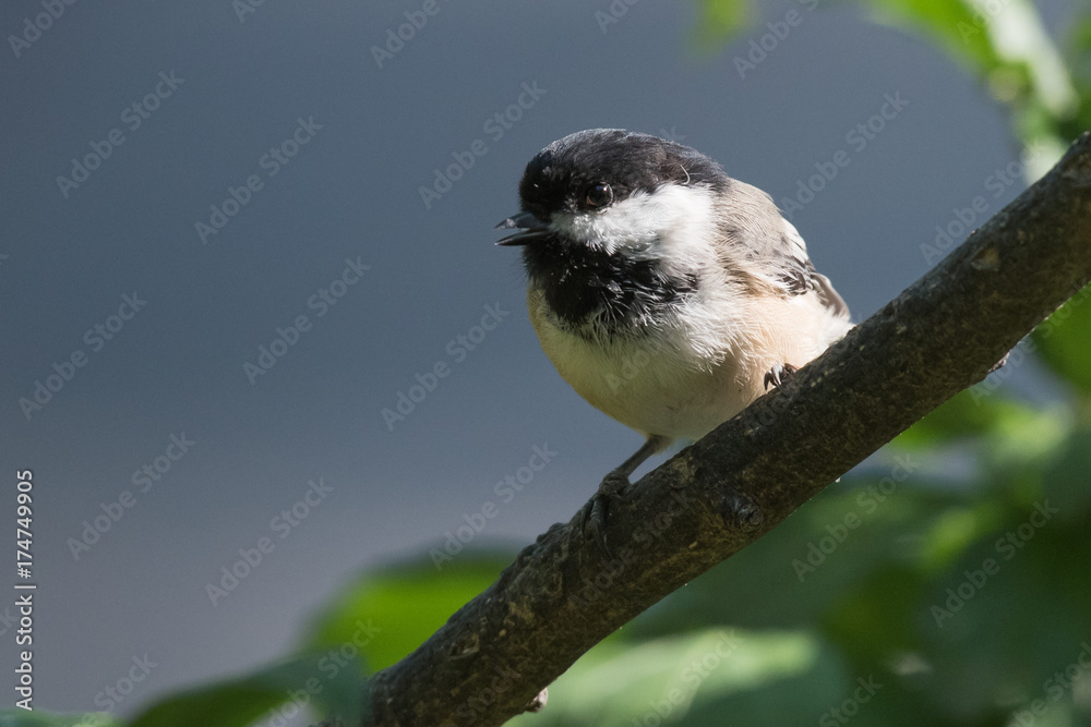 Naklejka premium Chickadee