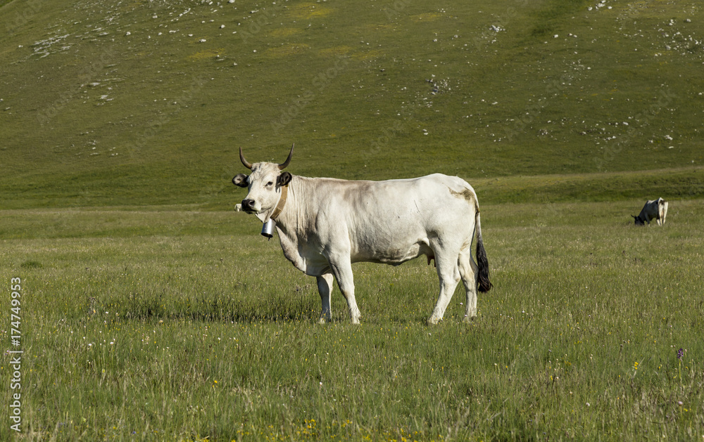 Obraz premium Cow grazing on a green meadow in spring