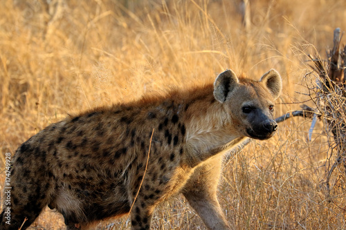 Hyena in the Kruger National Park in South Africa