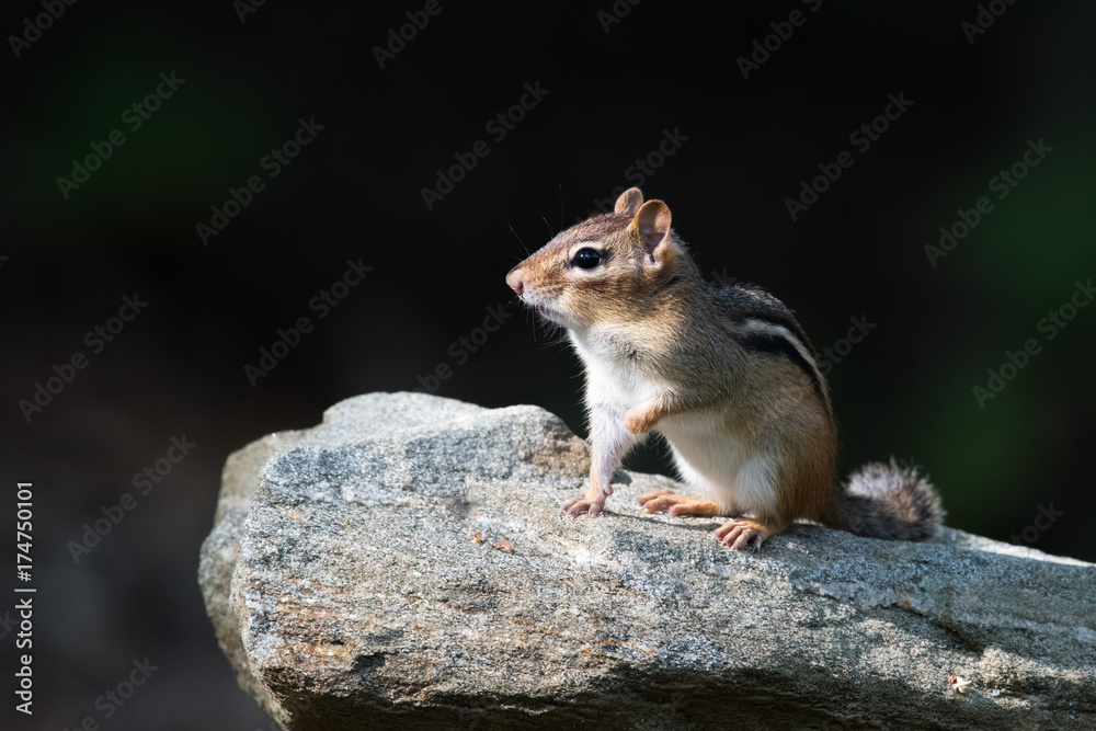 Chipmunk Chipmunk