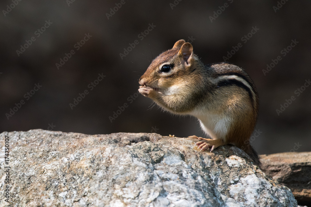 chipmunk