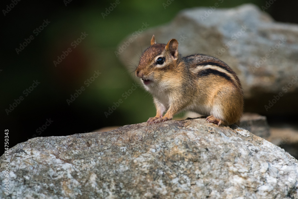 chipmunk chipmunk