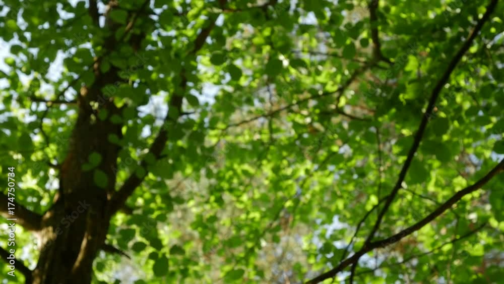 Sunlight makes its way through the leaves of the trees. Solar glare in a dense forest in the spring. Tree with green Leaves and sunlight. Bottom view. Sunlight makes its way through the leaves of the trees. Solar glare in a dense forest in the spring. Tree with green Leaves and sunlight. Bottom view.
