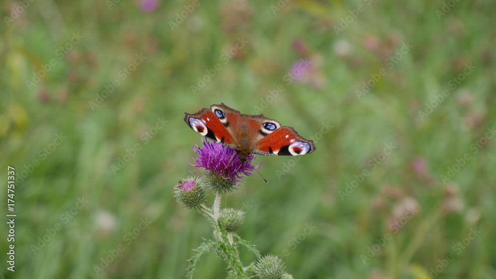 butterfly/flower butterfly/flower