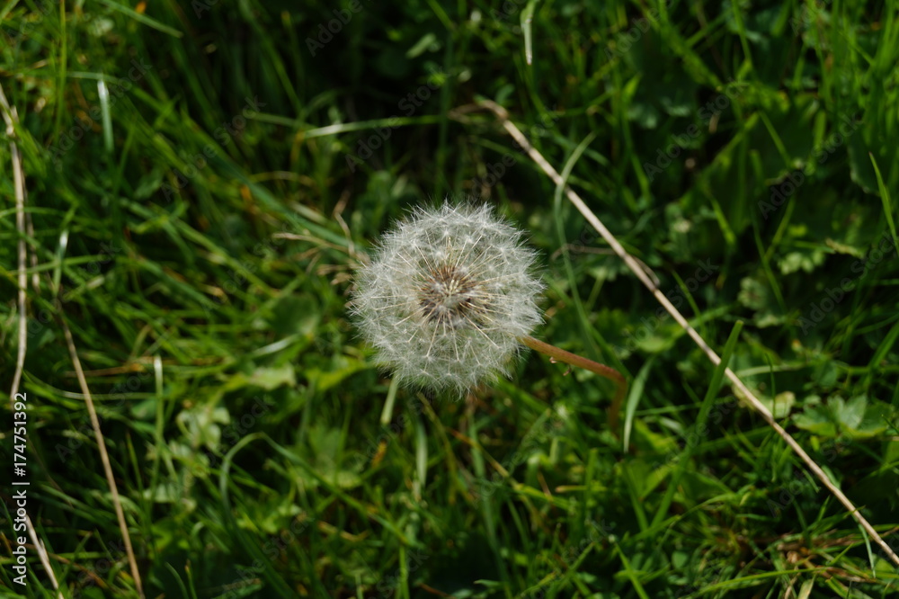 Dandelion clock Dandelion clock