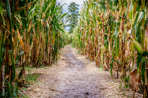 A corn maze or maize maze is a maze cut out of a corn field. The first corn maze was in Annville, Pennsylvania. Corn mazes have become popular tourist attractions in North America.