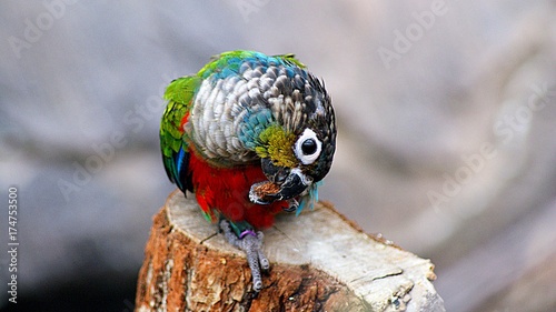 Parrot looks like a colorful ball