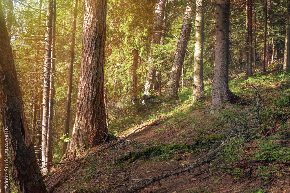 Naklejka premium a path on a mountainside in a coniferous forest on a sunny day