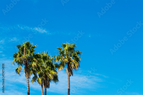 palm trees under a blue sky in California