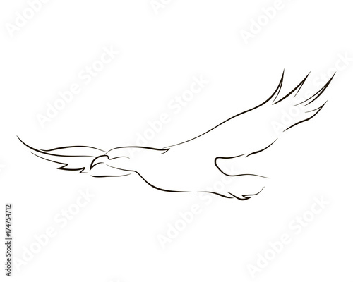 Flying black line eagle on white background. Hand drawing vector graphic.