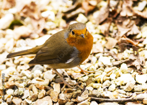 Little Robin Redbreast