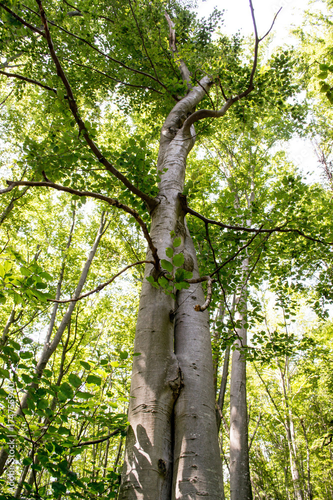 Fototapeta premium two trees merged