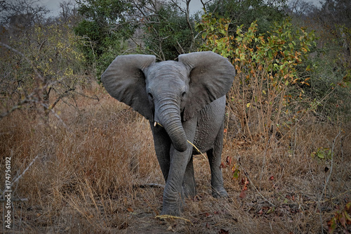 Baby elephant portrait with big ears in the Kruger National Park, South Africa