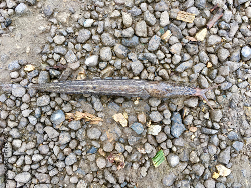 Junger Tigerschnegel (Limax maximus) auf einem steinigen Weg photo