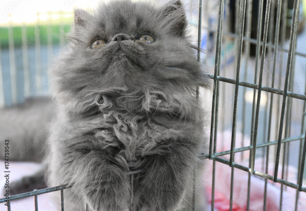Fluffy cat in cage. Adoption concept